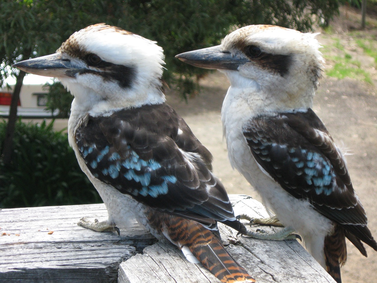 kookaburra birds couple free photo