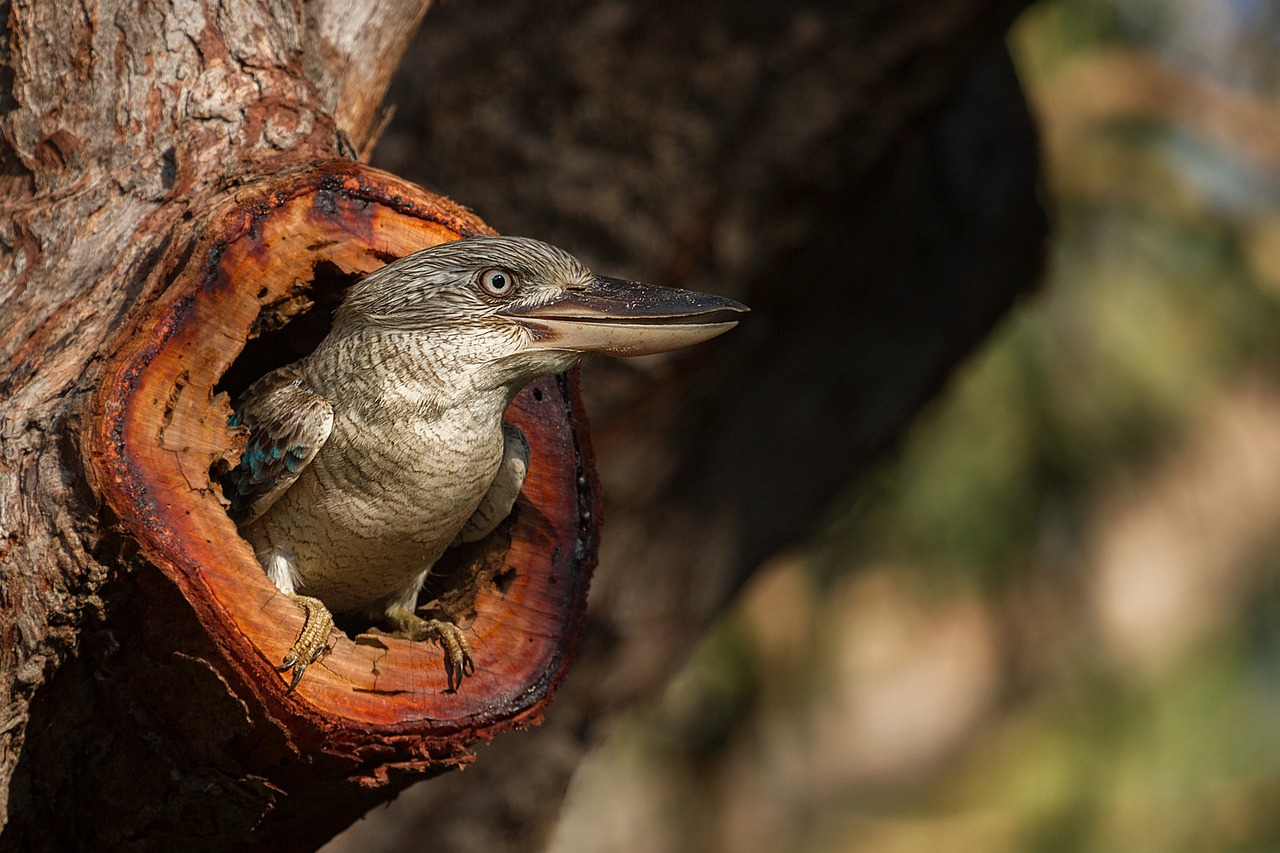 kookaburra australia gladstone free photo