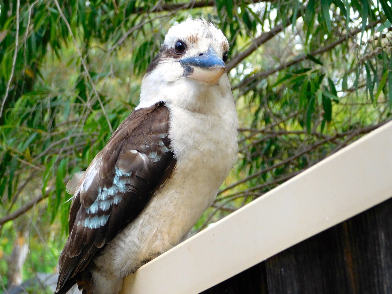 kookaburra bird perched free photo