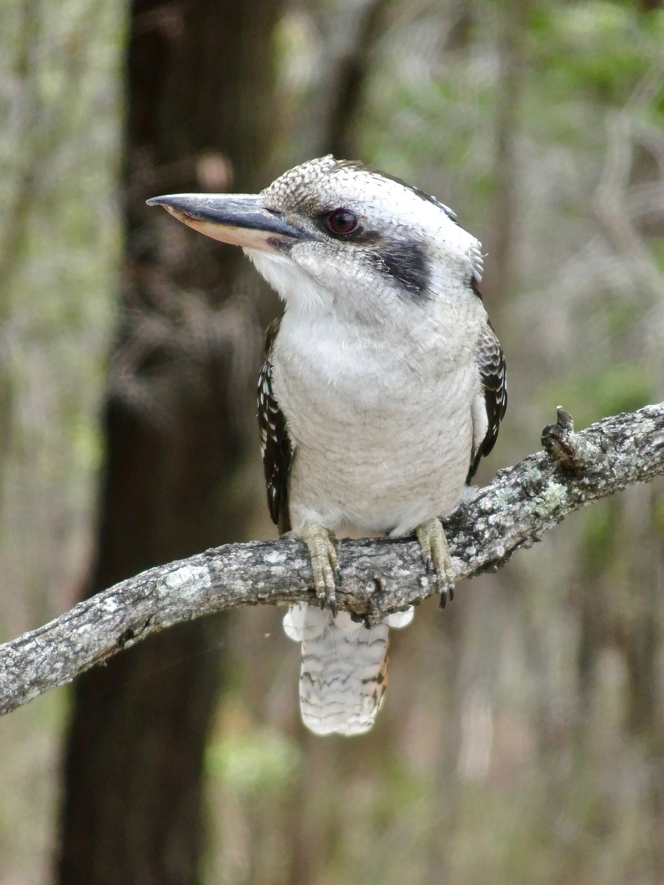 kookaburra australia kingfisher free photo