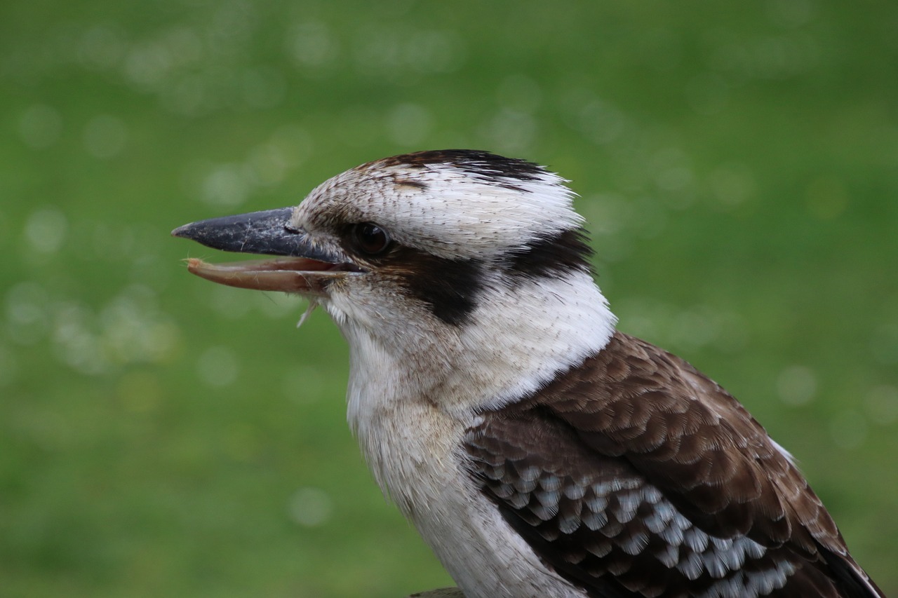 kookaburra kingfisher bird free photo