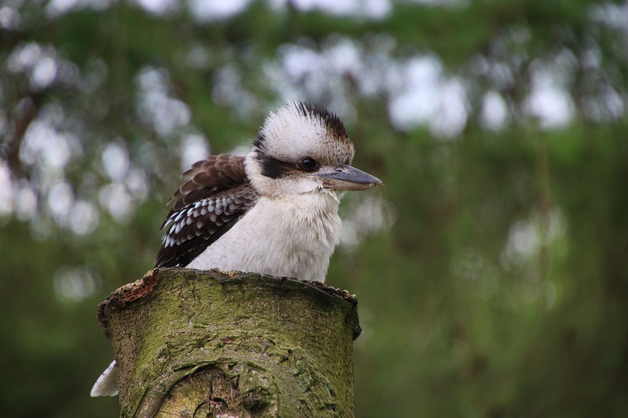 kookaburra kingfisher bird free photo