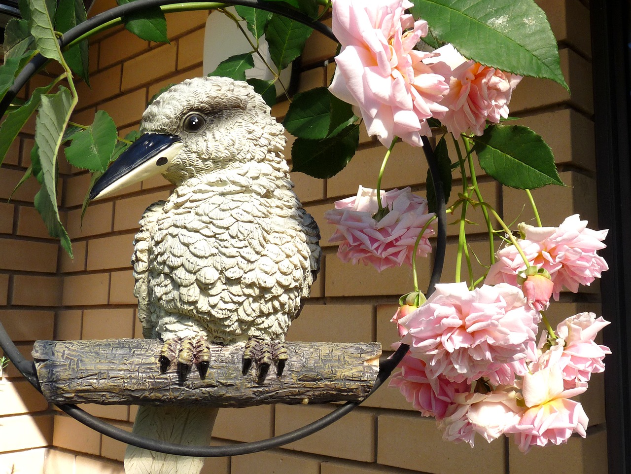 kookaburra with roses free photo