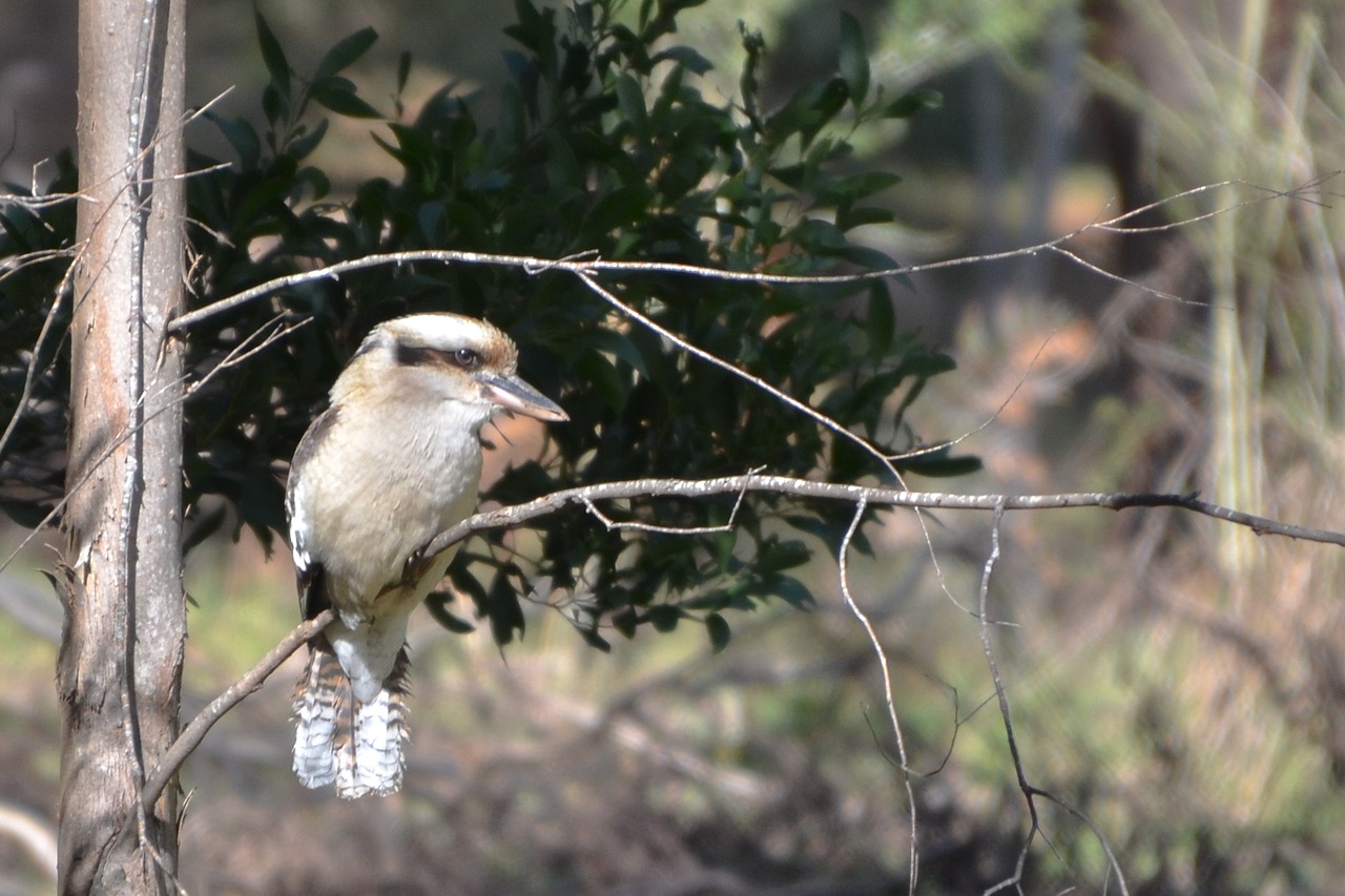 kookaburra bird wildlife free photo