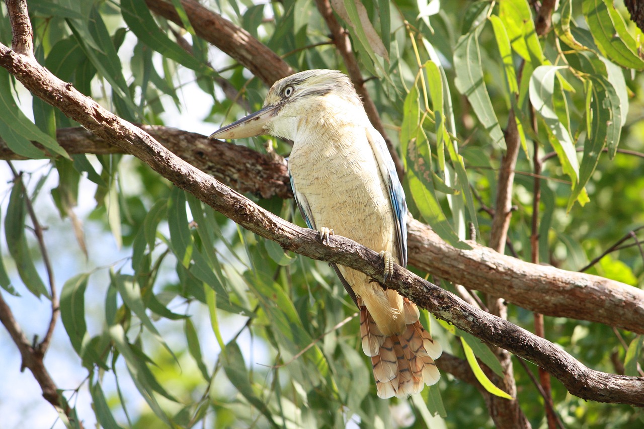 kookaburra bird australia free photo