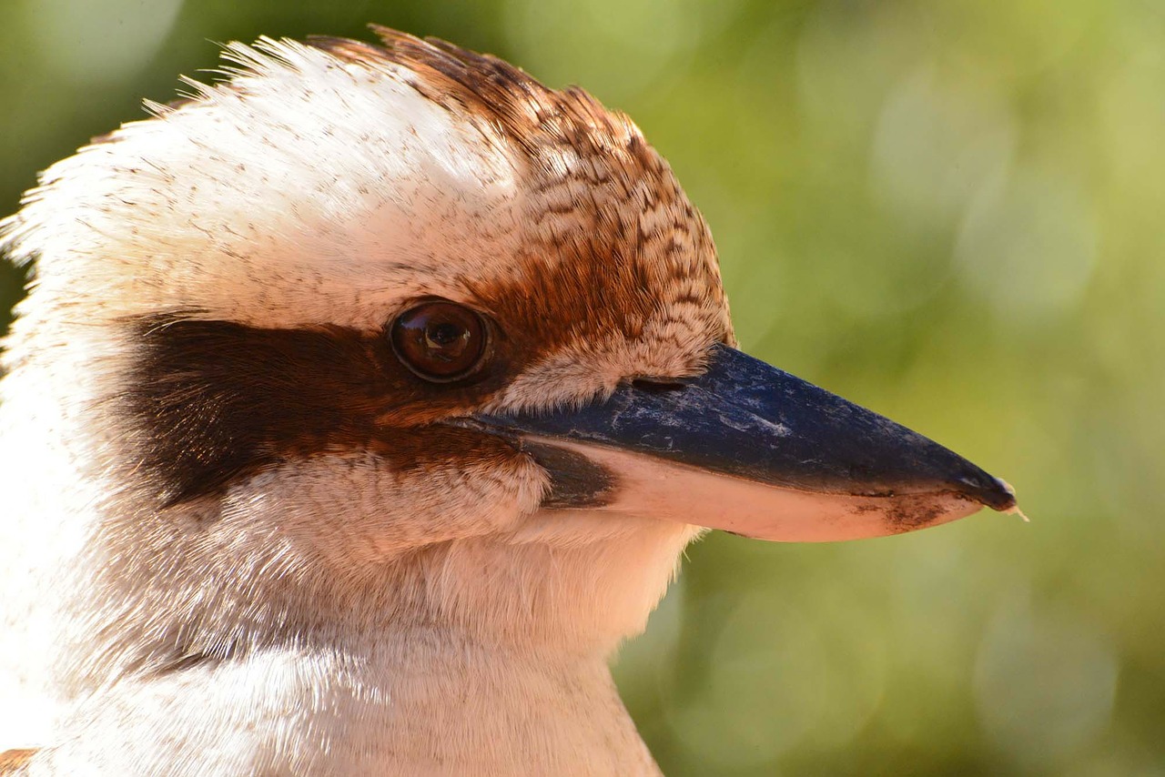 kookaburra bird fauna free photo