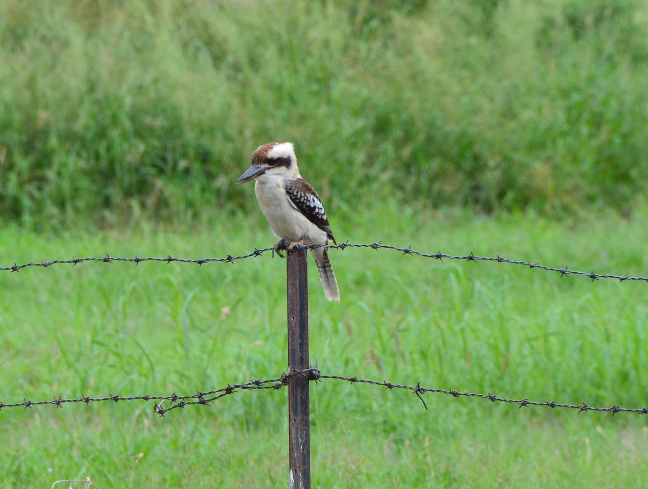 kookaburra patience sitting free photo