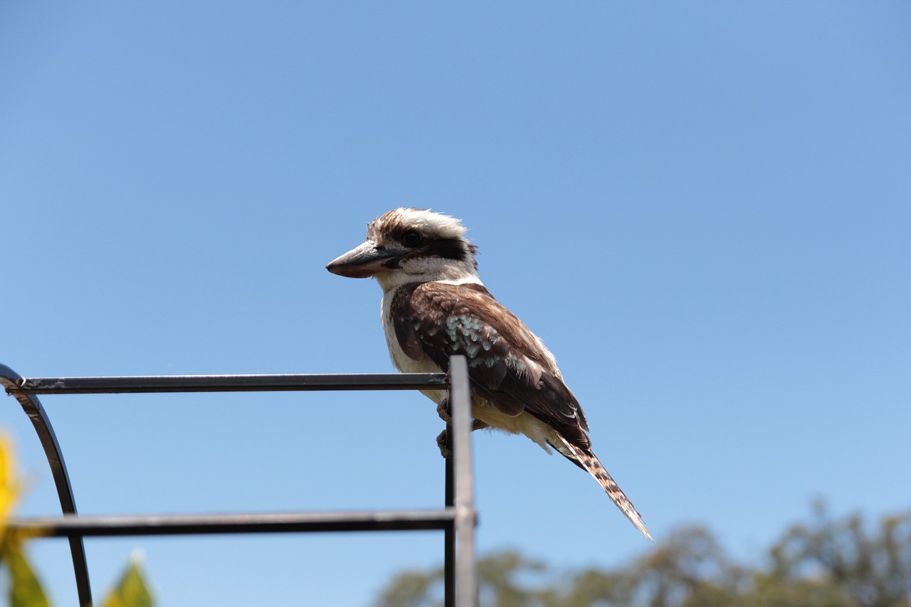 kookaburra bird australian free photo