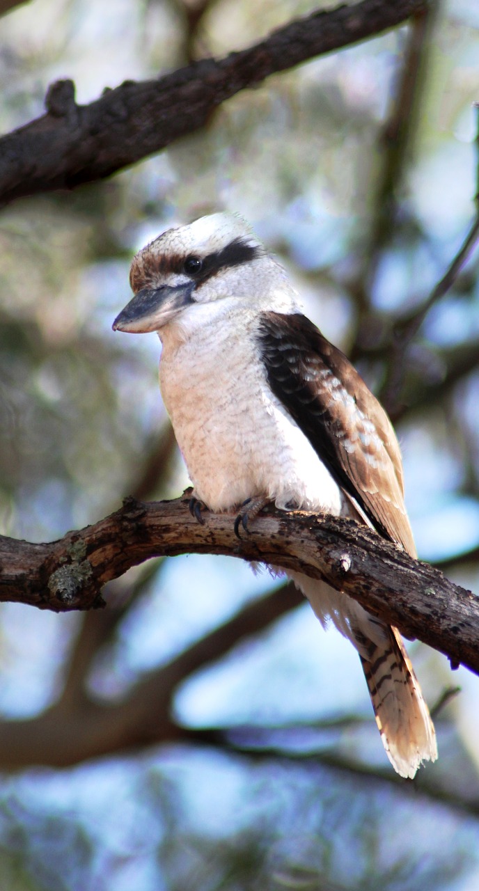 kookaburra  bird  kingfisher free photo