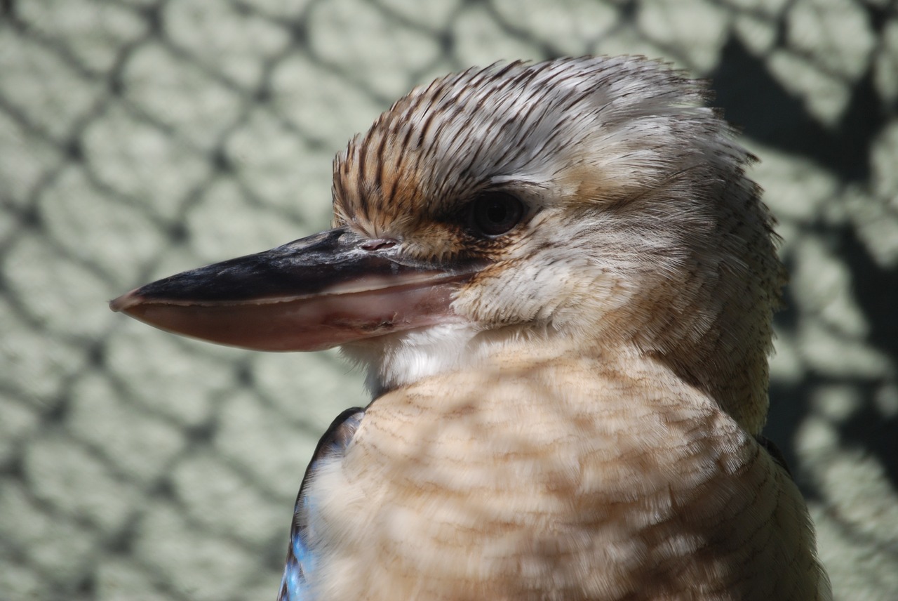 kookaburra australian native free photo