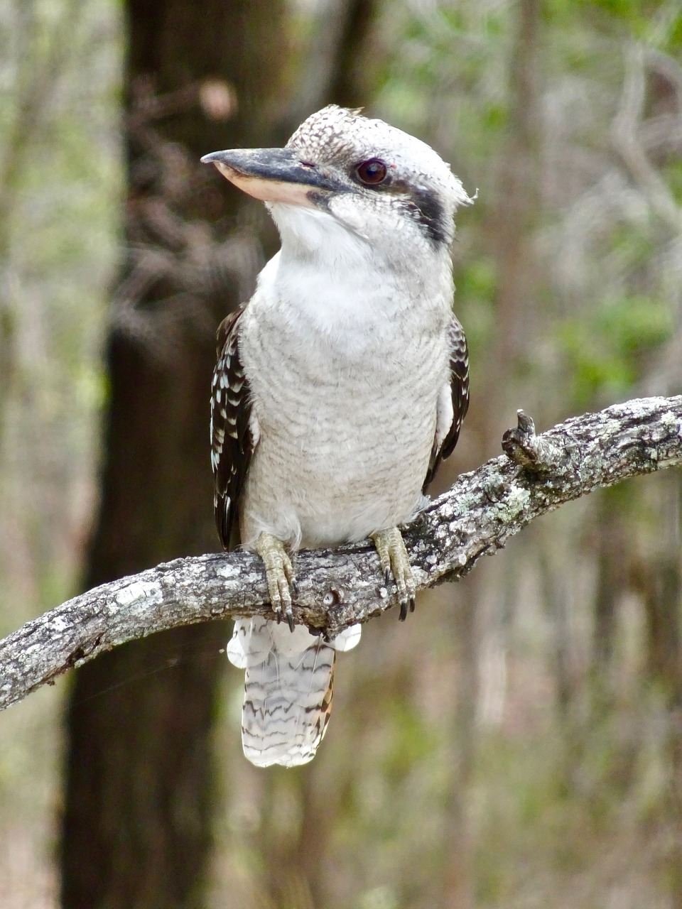 kookaburra  bird  australian free photo