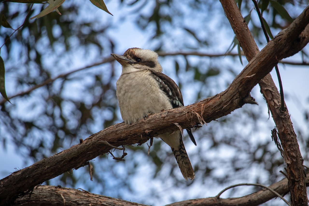 kookaburra  tree  bird free photo