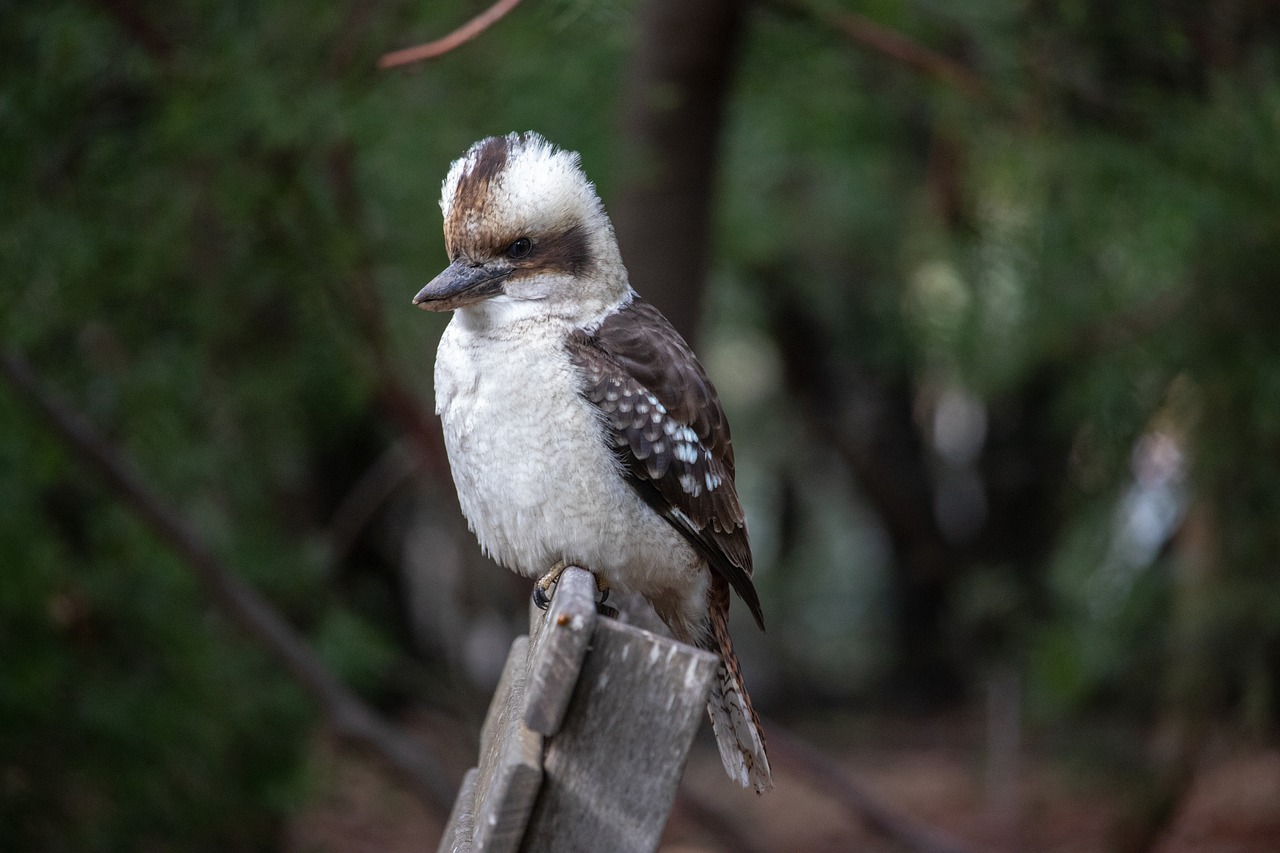 kookaburra  bird  australia free photo