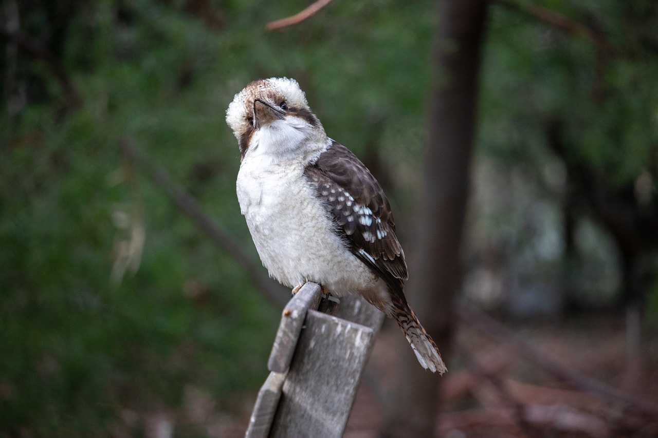 kookaburra  bird  australia free photo