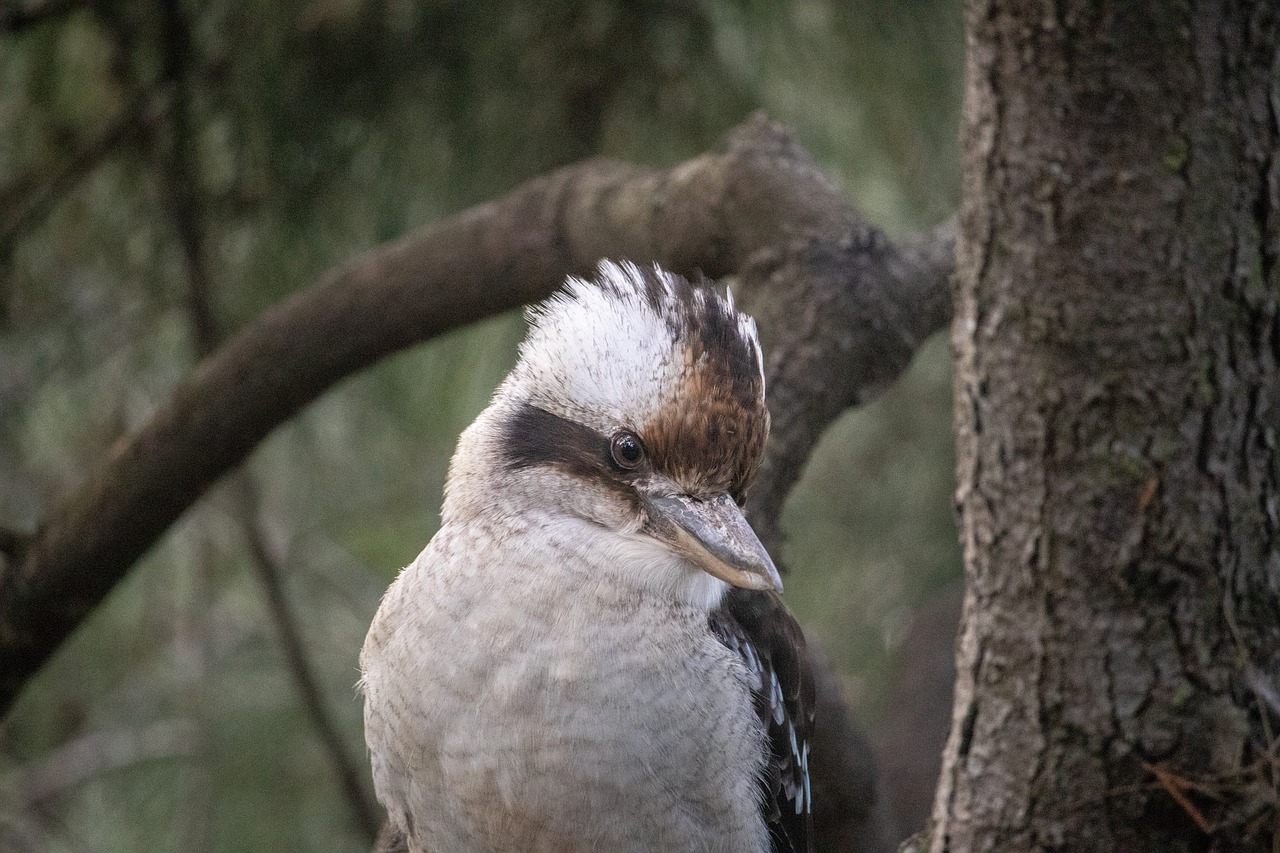 kookaburra  australia  bird free photo