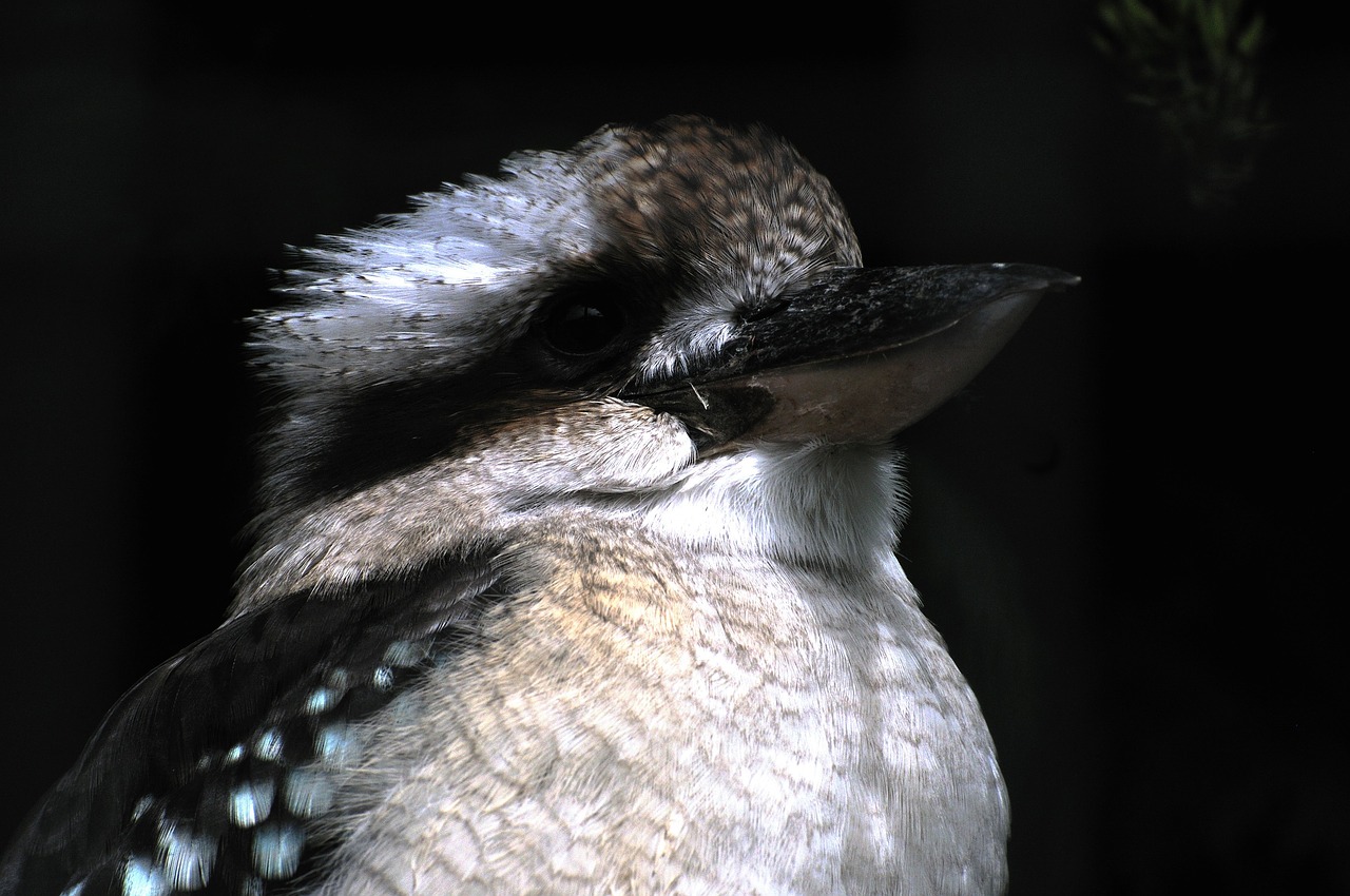 kookaburra  bird  australian free photo