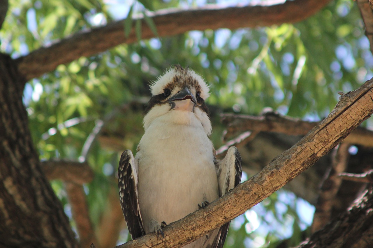 kookaburra australia wildlife free photo