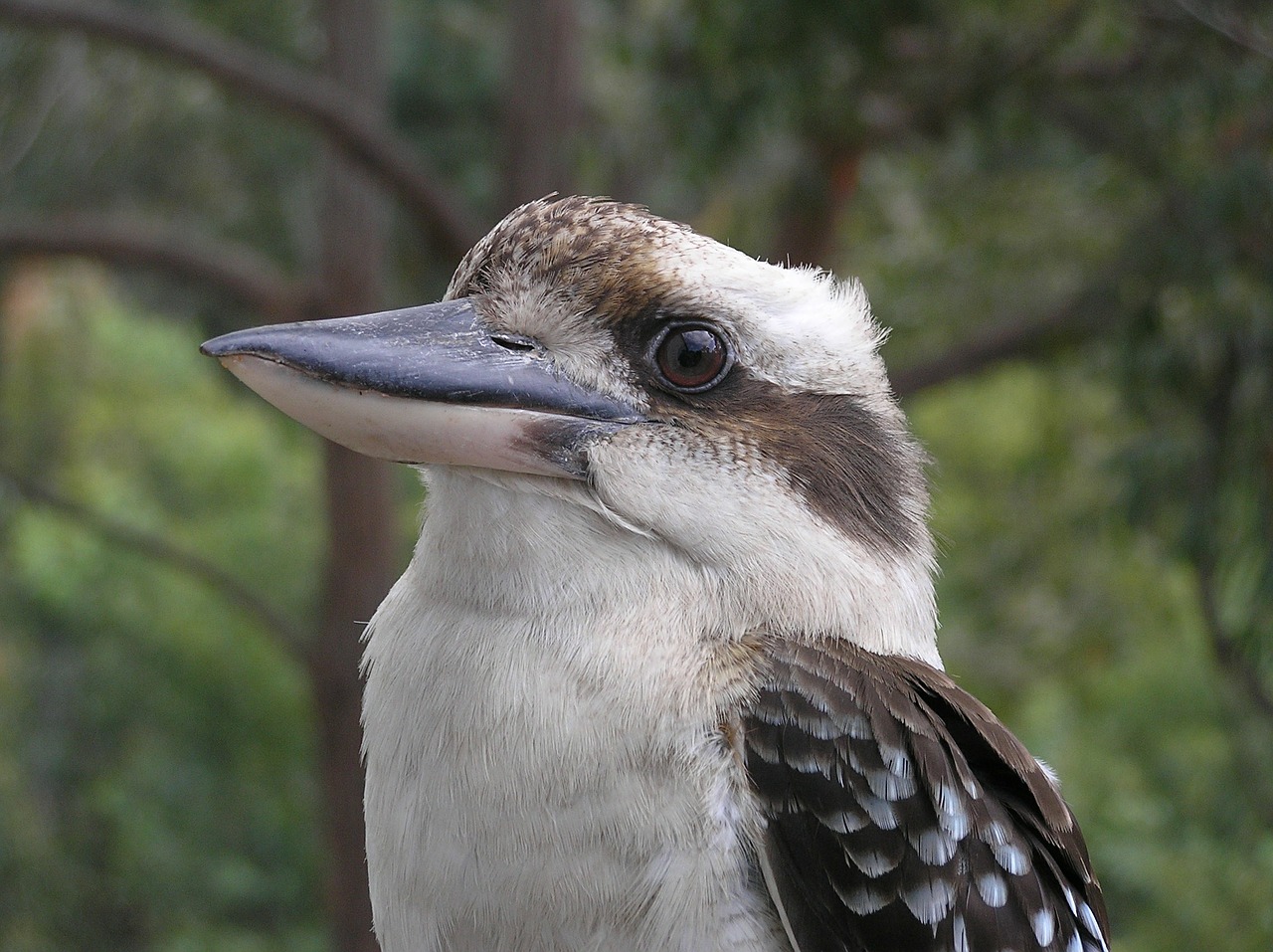 kookaburra bird australia free photo