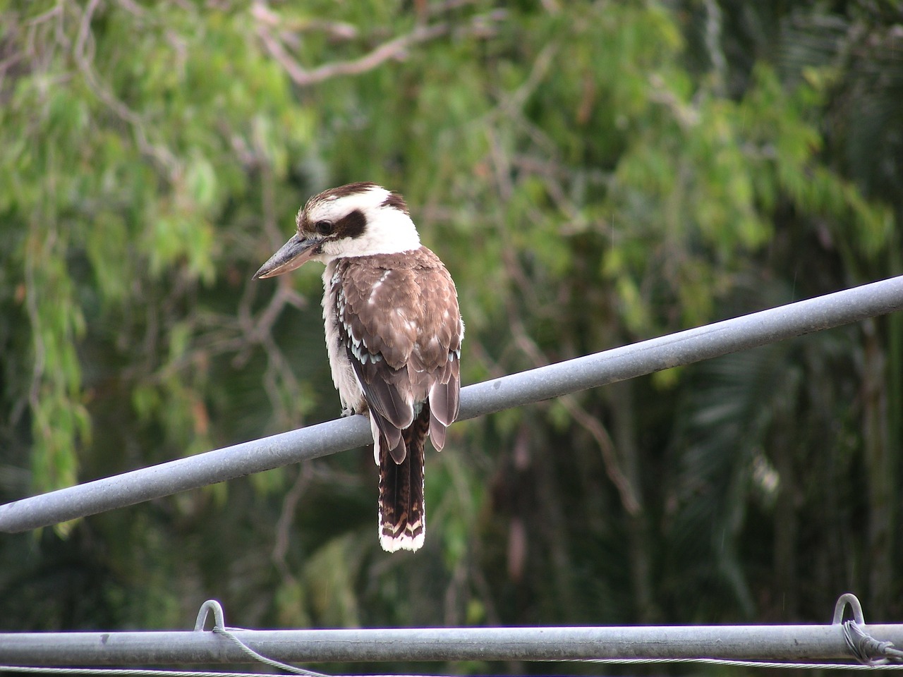 kookaburra australia australian native bird free photo