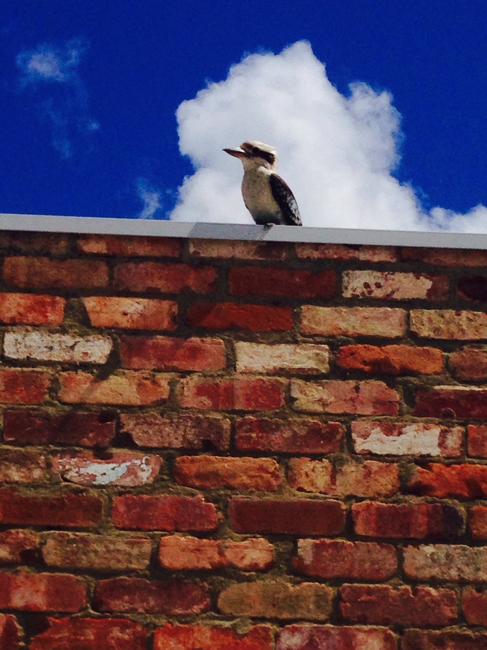 kookaburra bird australia free photo