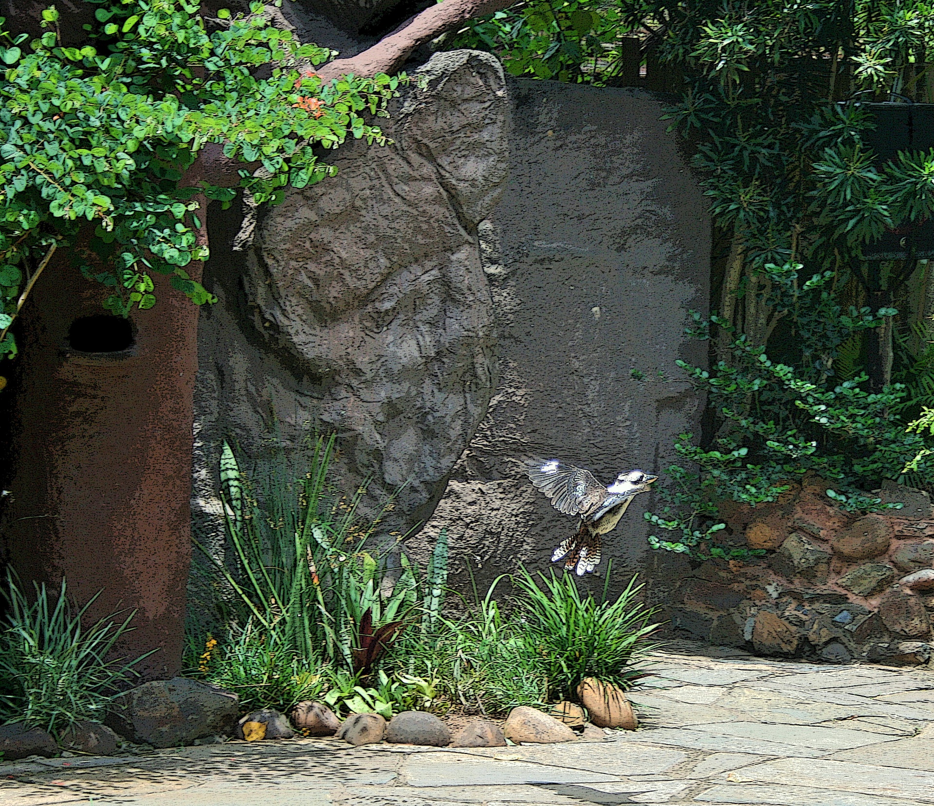 bird small kookaburra free photo