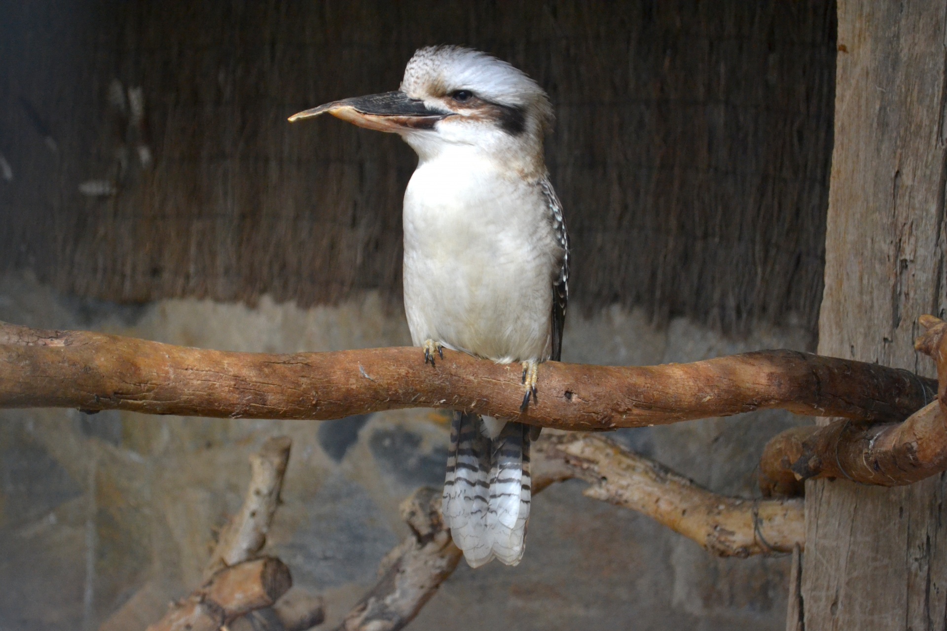 kookaburra bird wild free photo