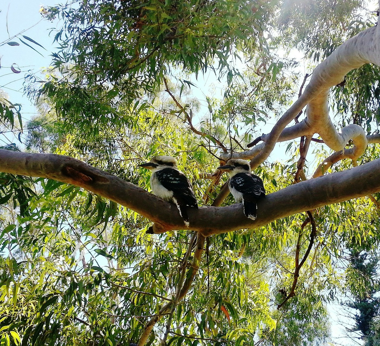 kookaburras australian birds free photo