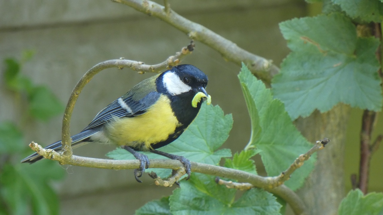 koolmeesje  garden bird  nature free photo