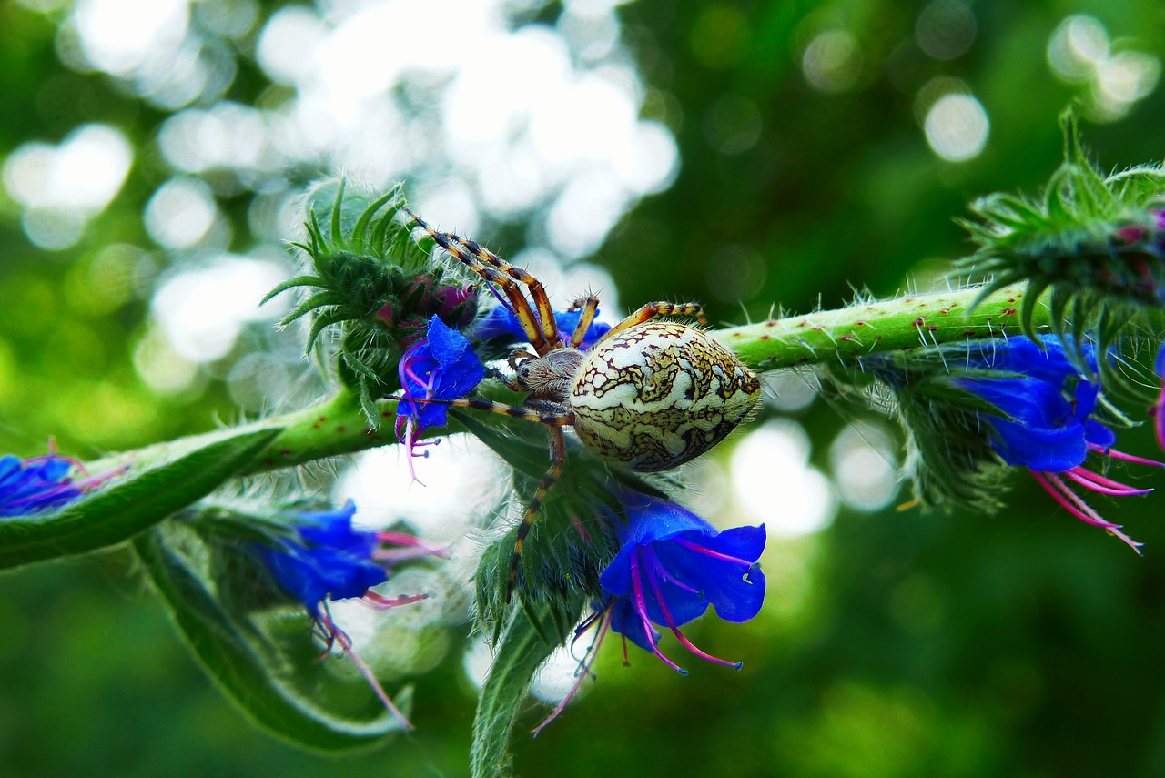 kołosz colored  spider oak  animals free photo