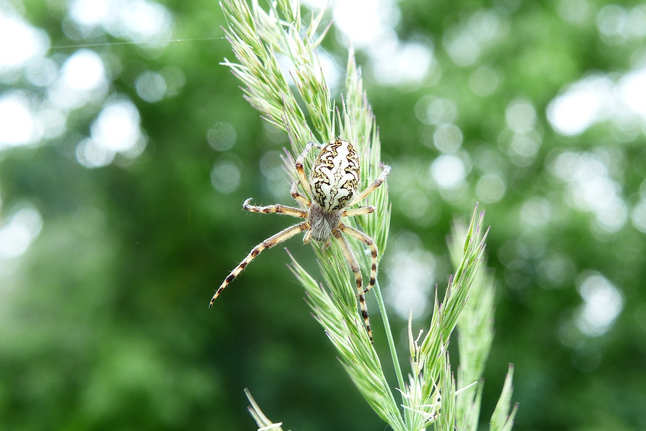 kołosz colored  spider oak  animals free photo