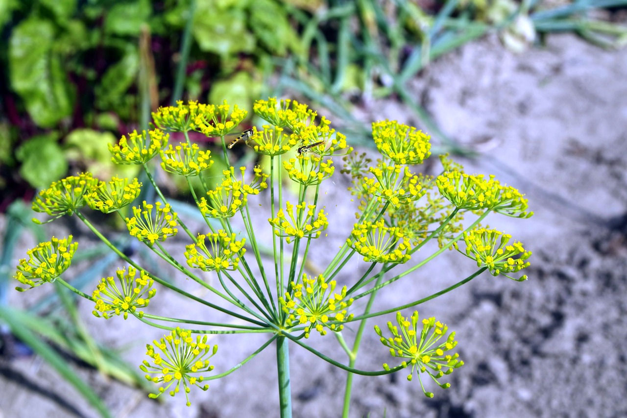 koper dill italian flower free photo