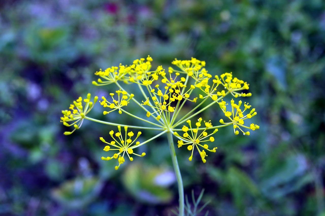 koper dill italian flower free photo