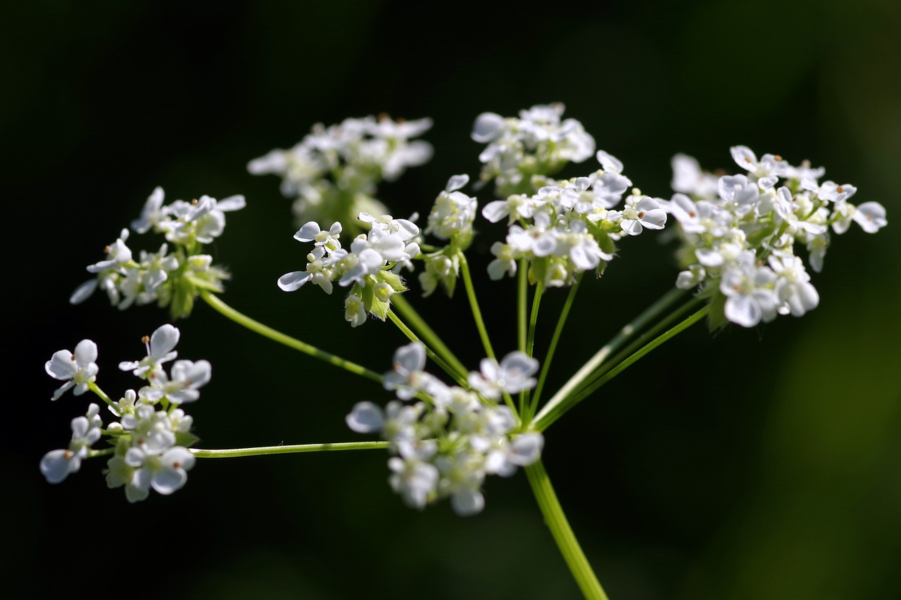 koper wild flower free photo