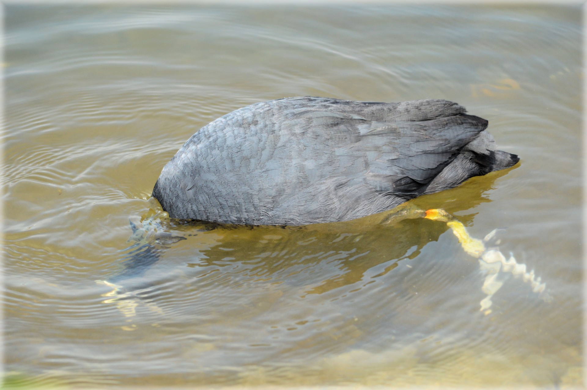 coot head water free photo