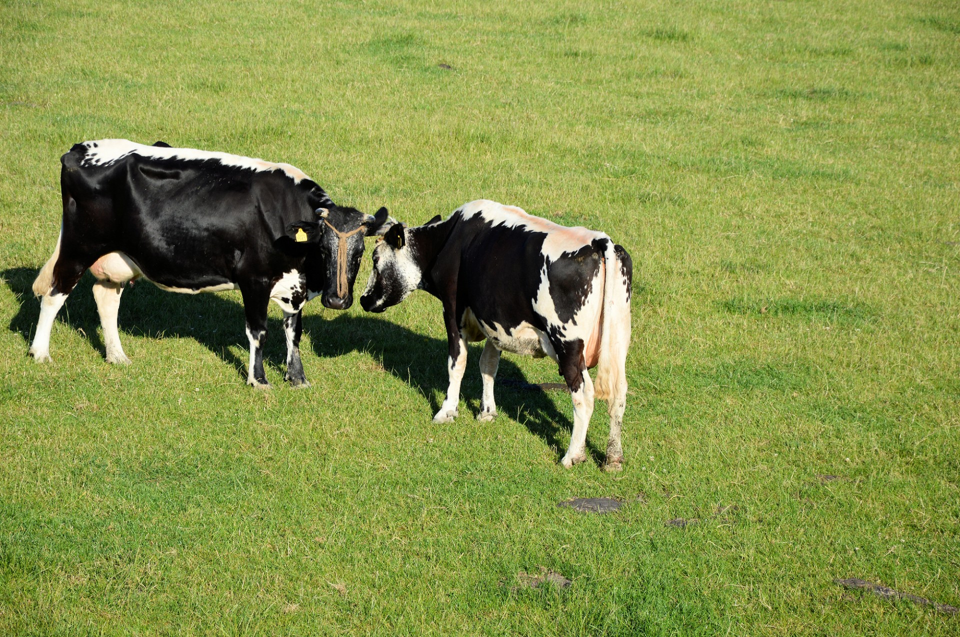 cow bull farm free photo