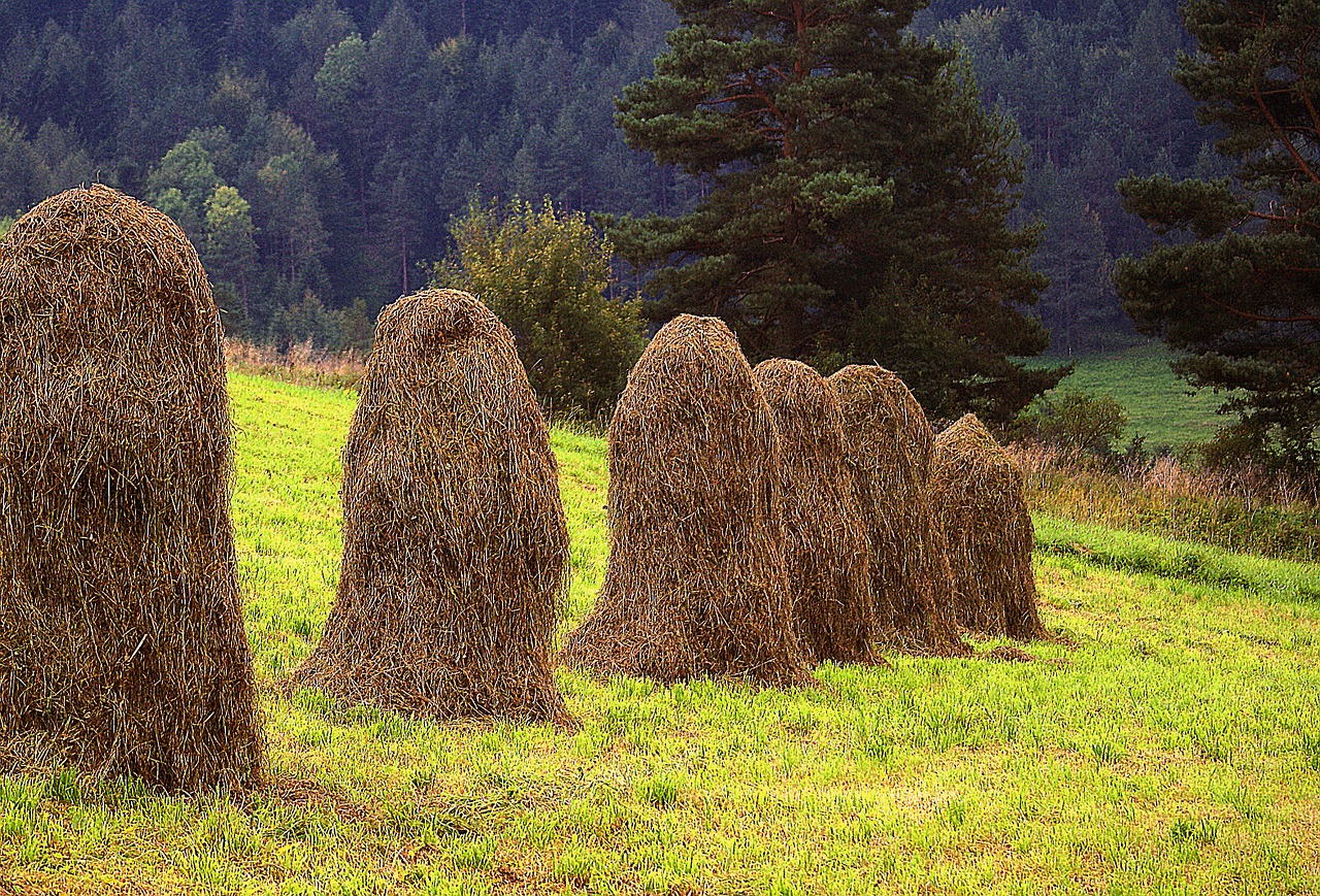 kopki hay air drying grass hay free photo