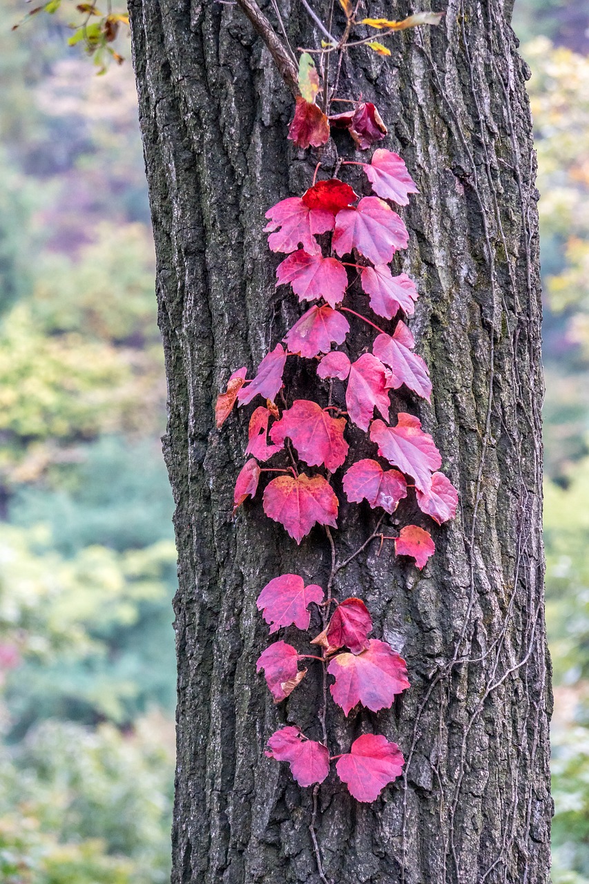 korea leaves autumn free photo