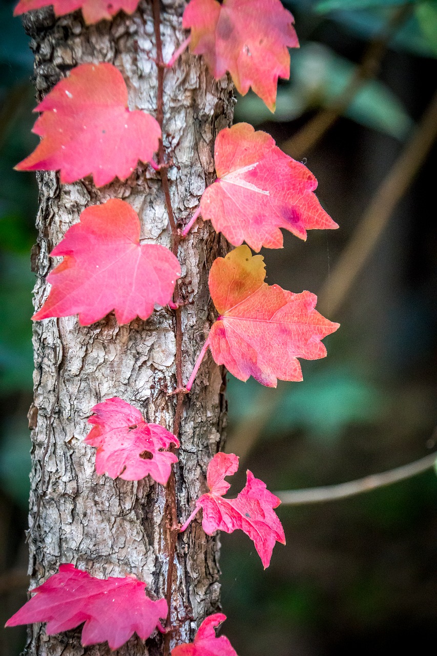 korea leaves autumn free photo