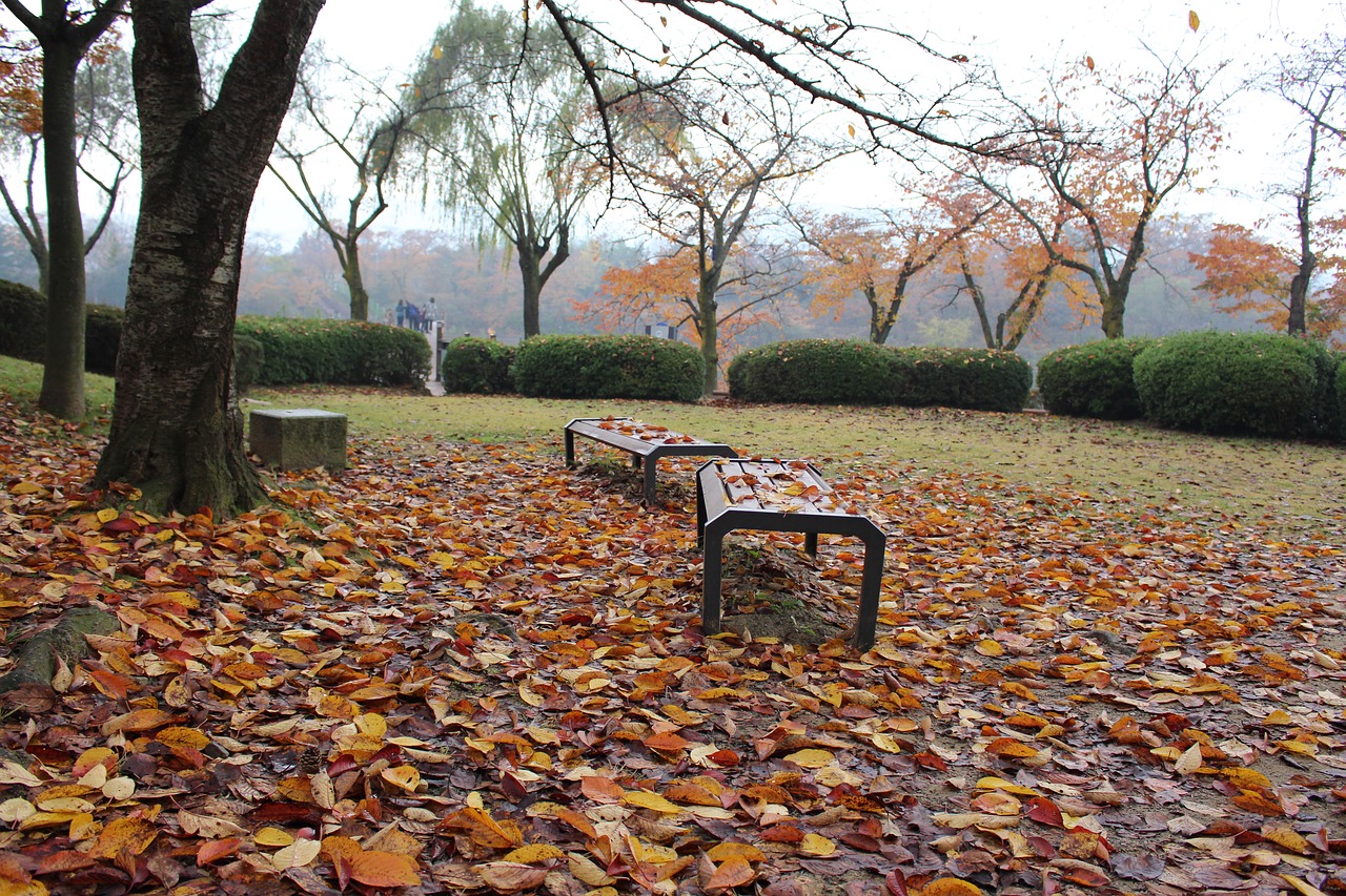 korea autumn leaves free photo