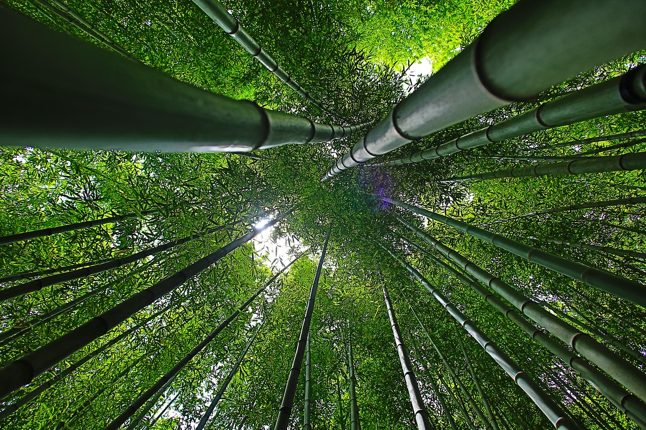 korea damyang bamboo free photo