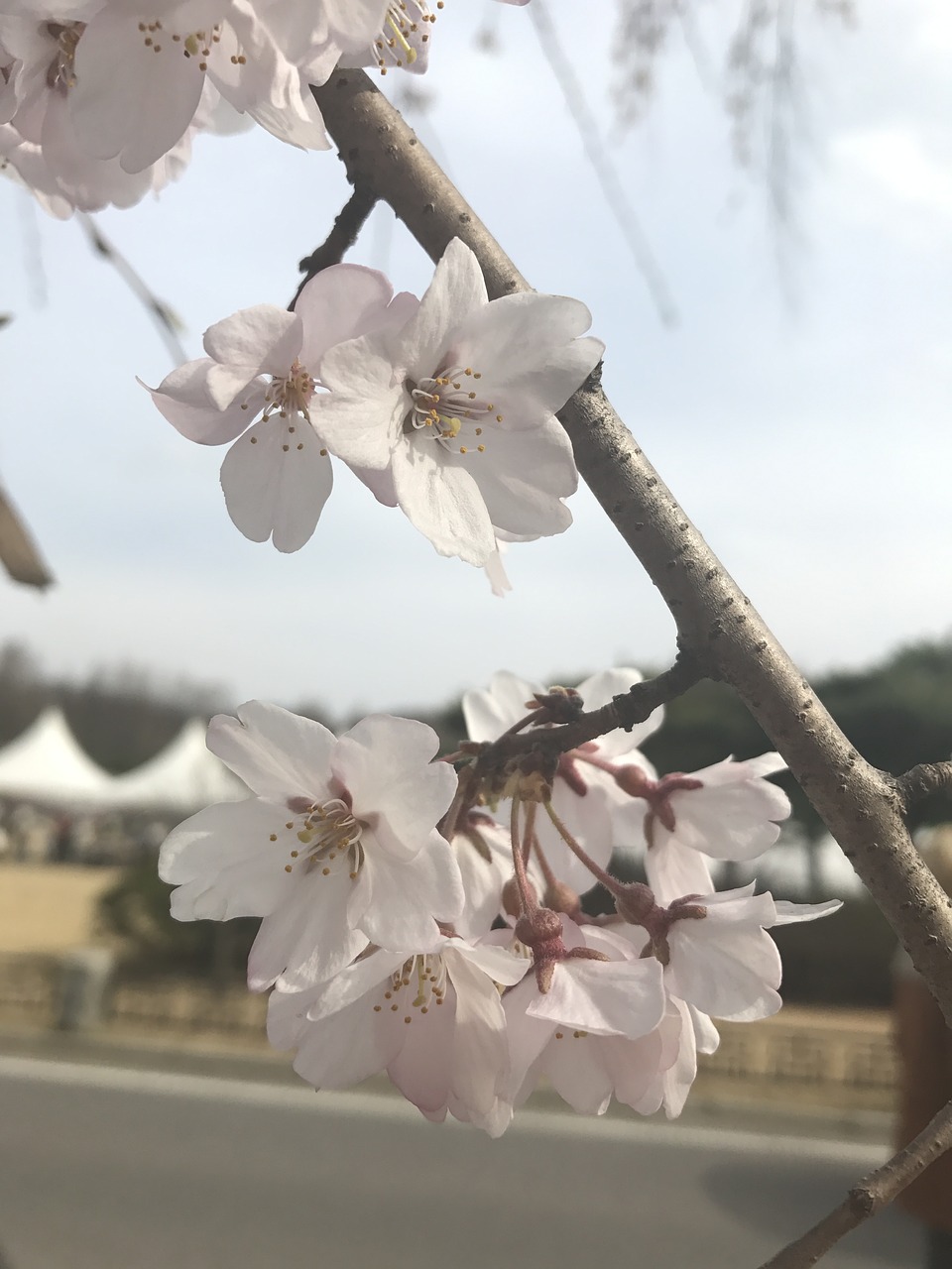 korea cemetery spring free photo