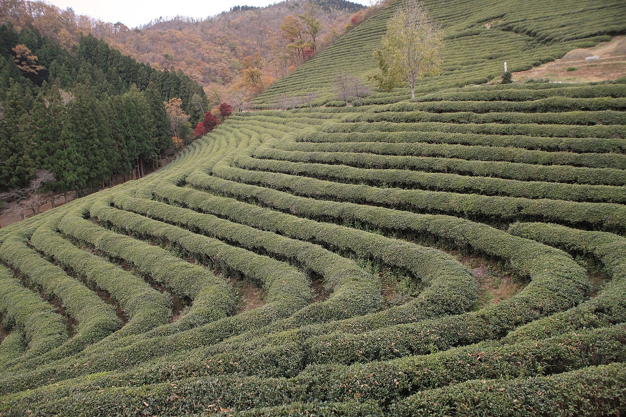 korea tea plantation free photo