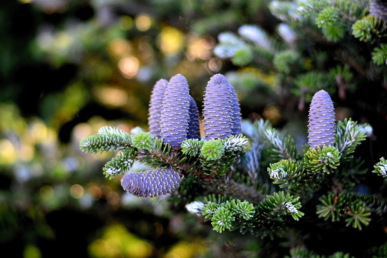 korea fir  fir tree  pine cones free photo