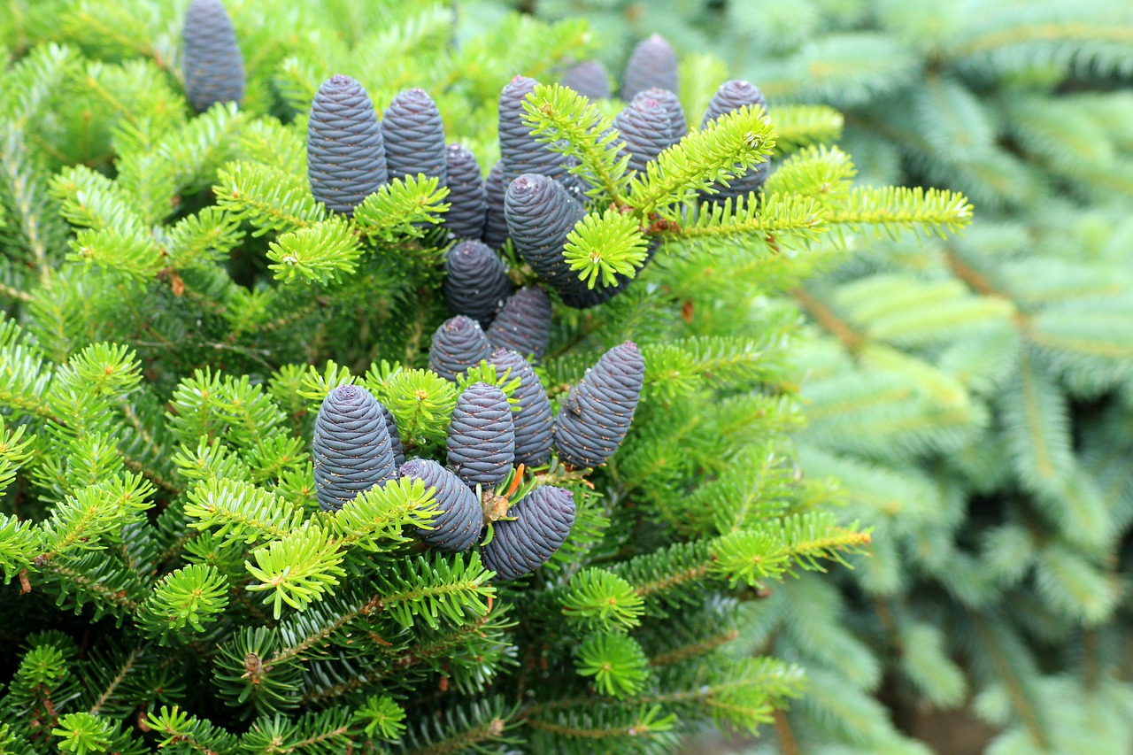 korean fir  purple cones  needle free photo