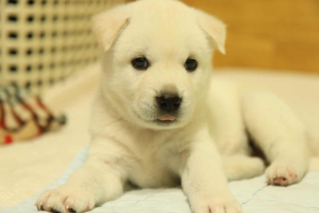 korean jindo dog puppy free photo