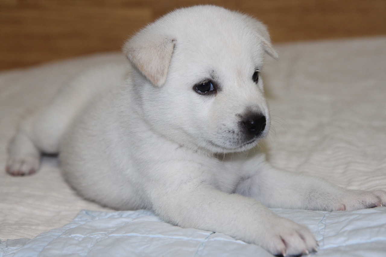 korean jindo dog puppy free photo