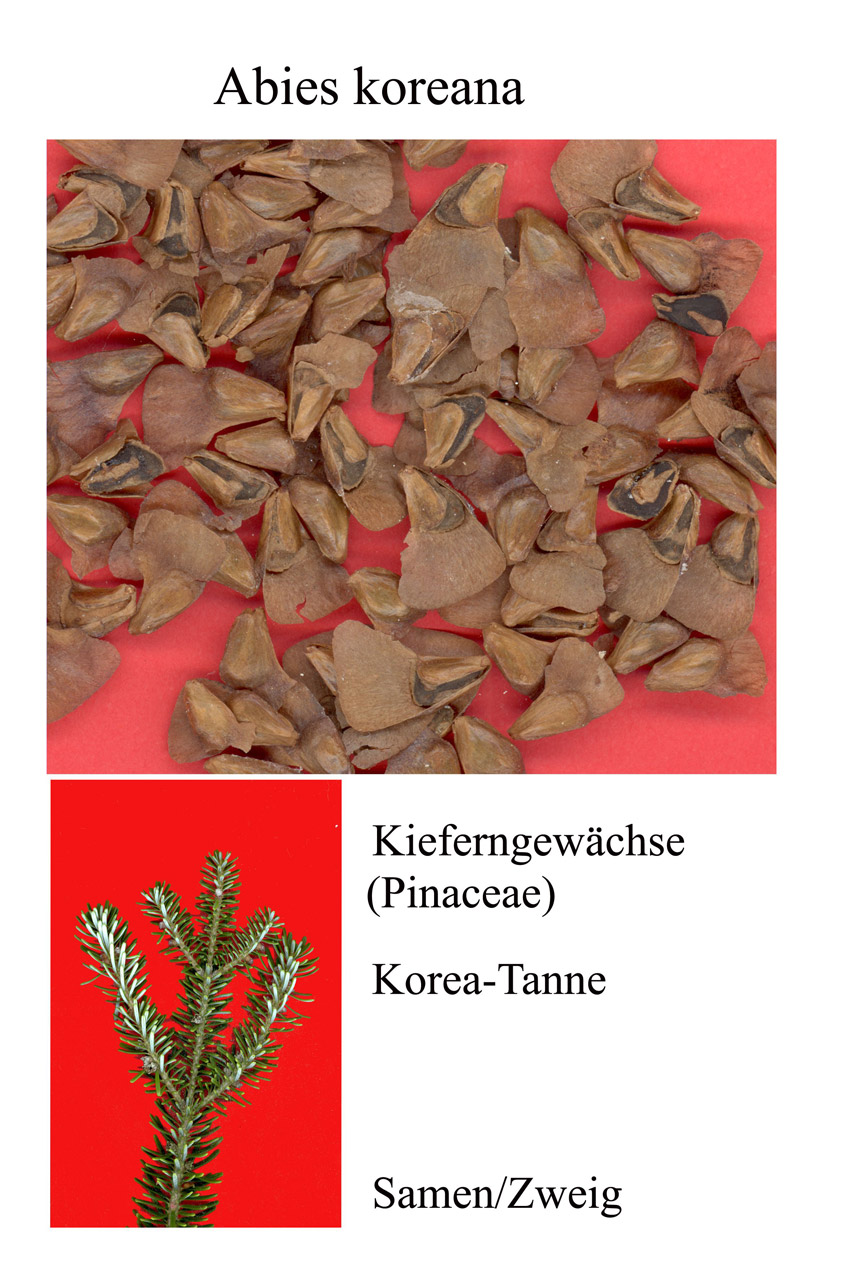 seeds pine scan free photo