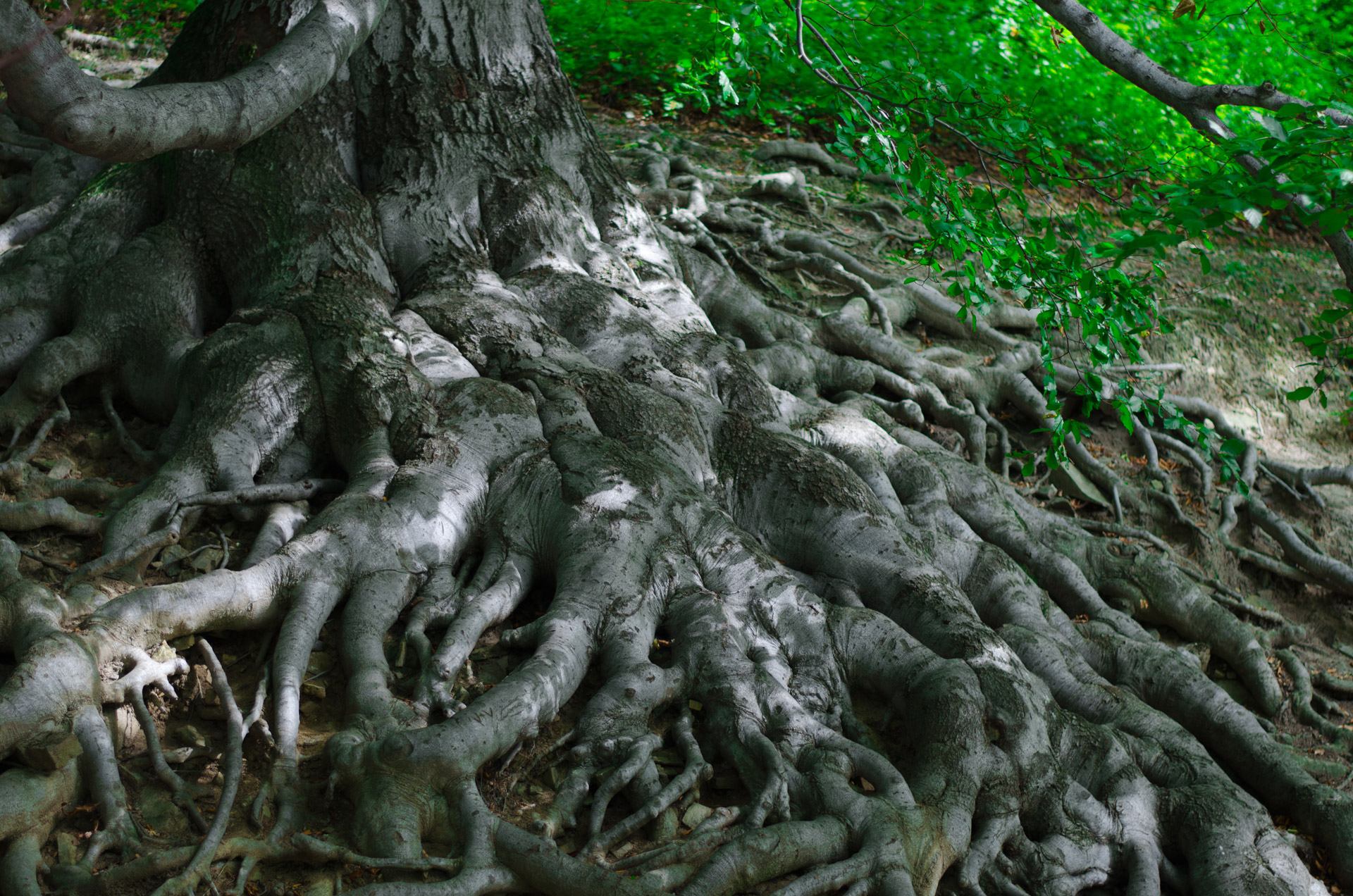 roots tree nature free photo