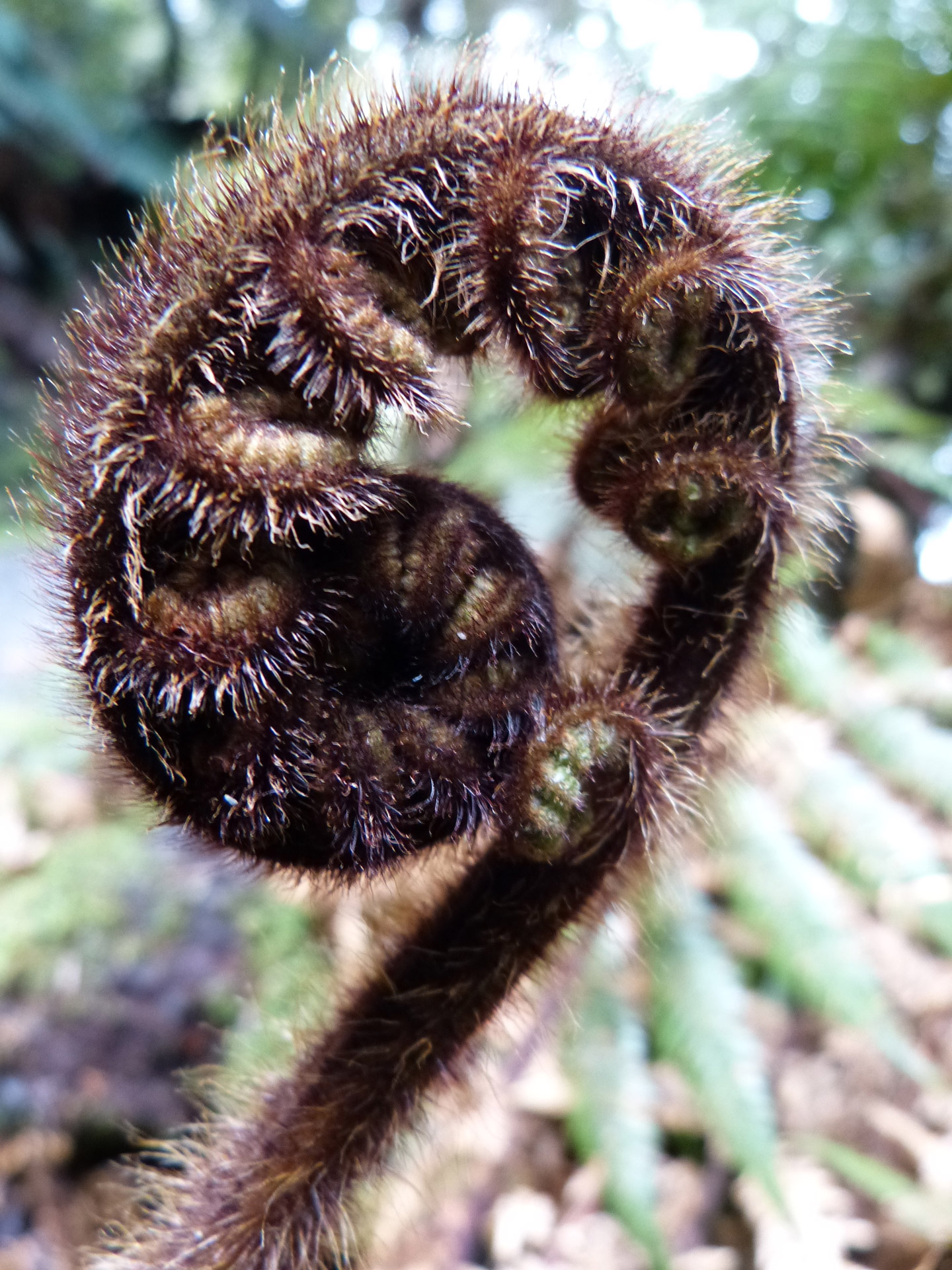 plant koru new zealand free photo