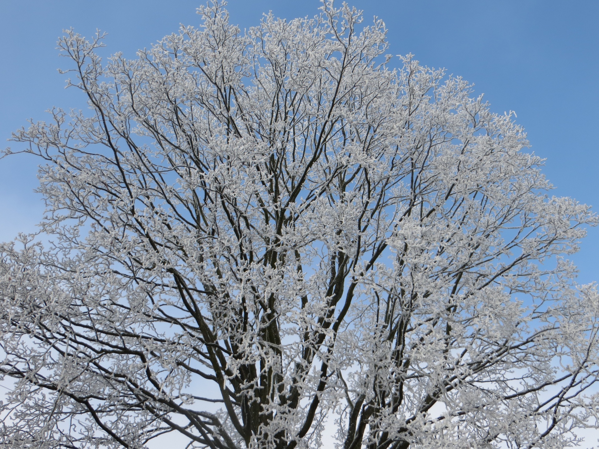 crown tree winter free photo